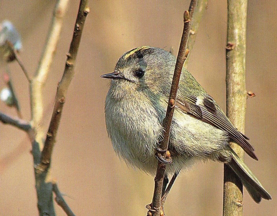 Птички Карелии маленькие