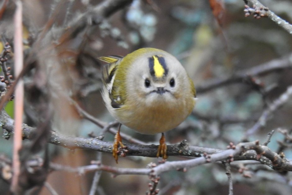 Маленькие птицы Карелии