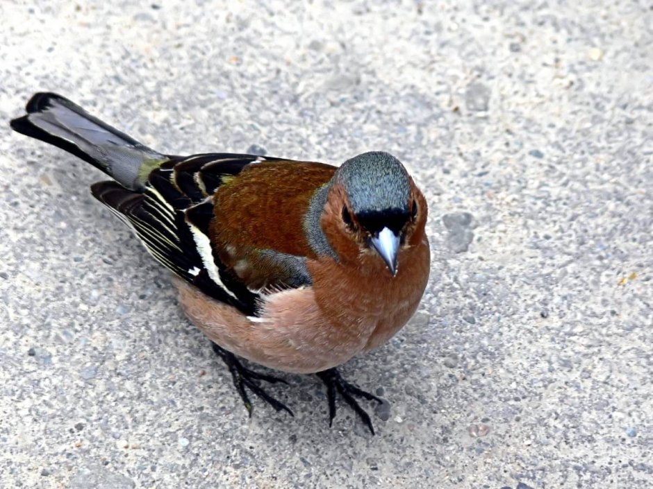 Висимский заповедник певчий Дрозд