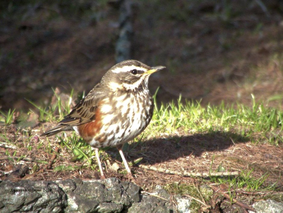 Зимние птицы Беларуси