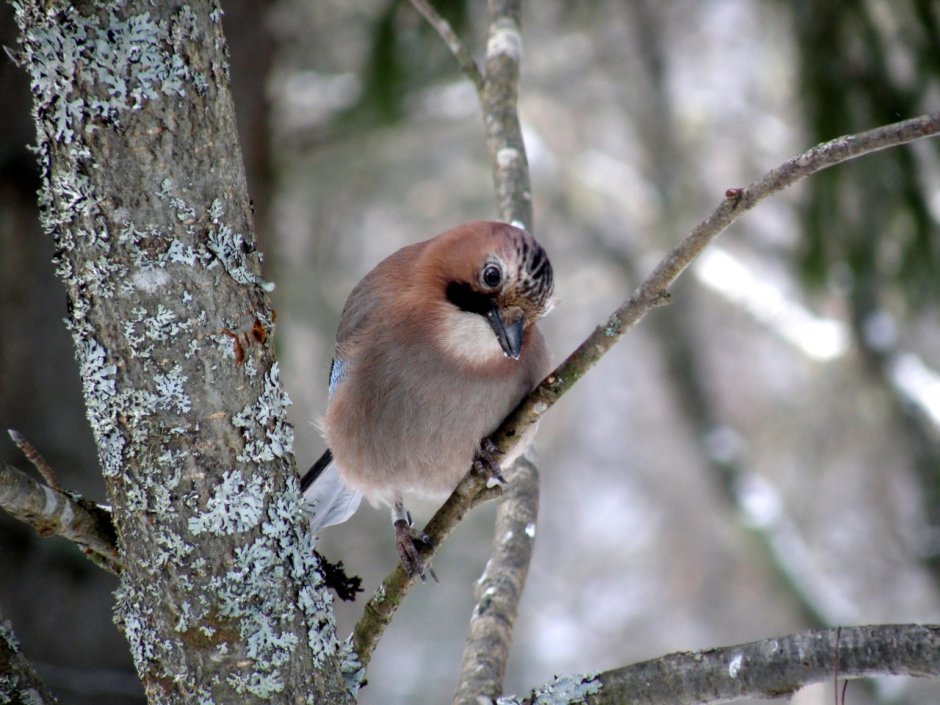 Птенец свиристели