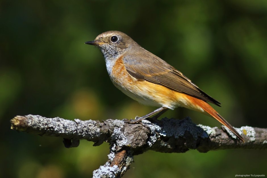 Молодой белобровик