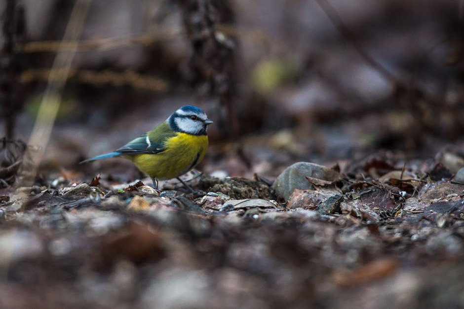Желтоголовый королёк птица