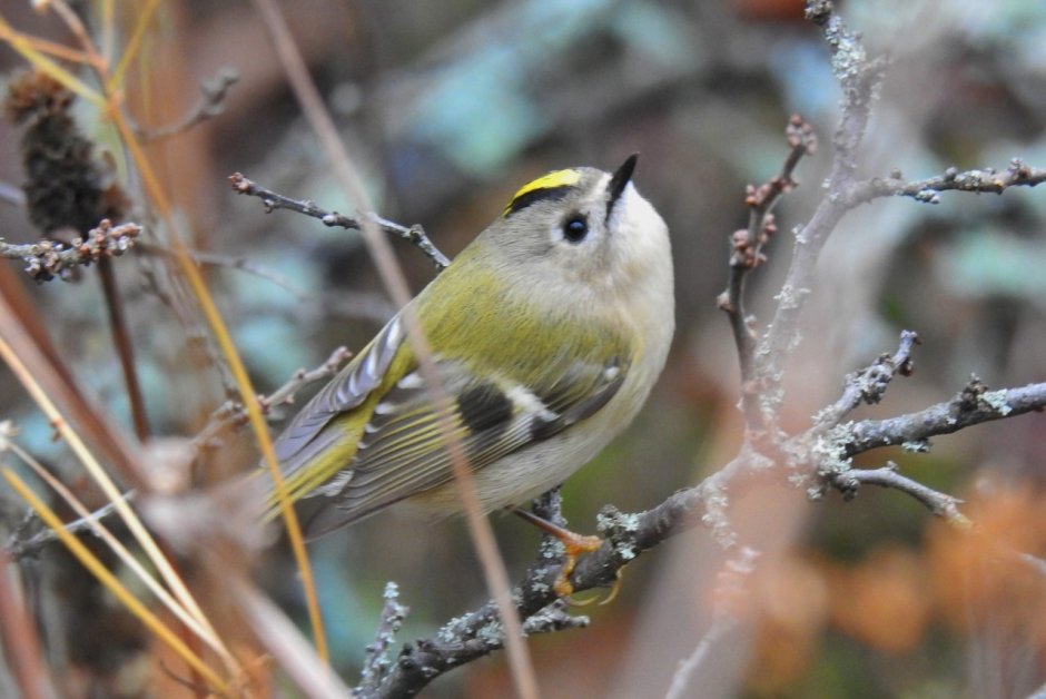 Мелкие птицы в Карелии летом-