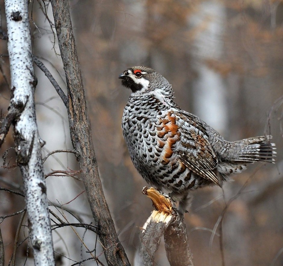 Обыкновенная чечетка