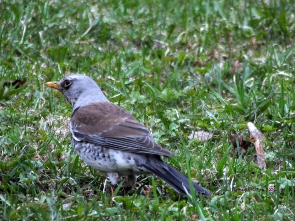 Лесные птицы Карелии зимующие