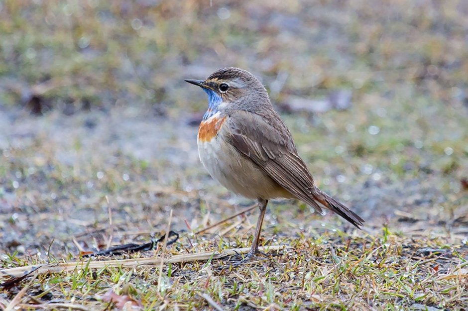 Рябчик Карелия