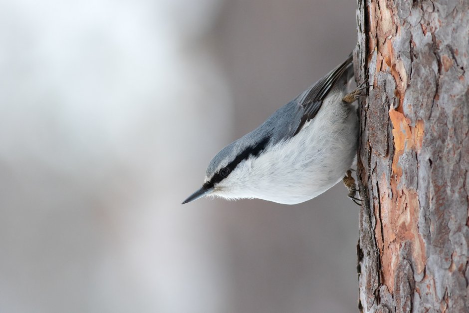 Кукша рябинник