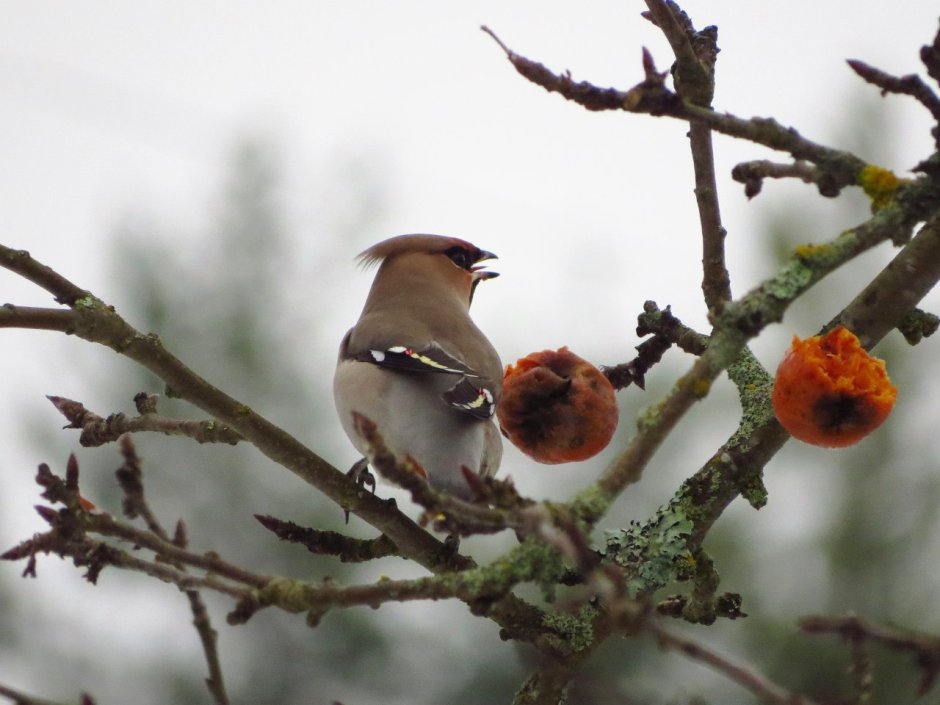 Птицы Карелии рябинник