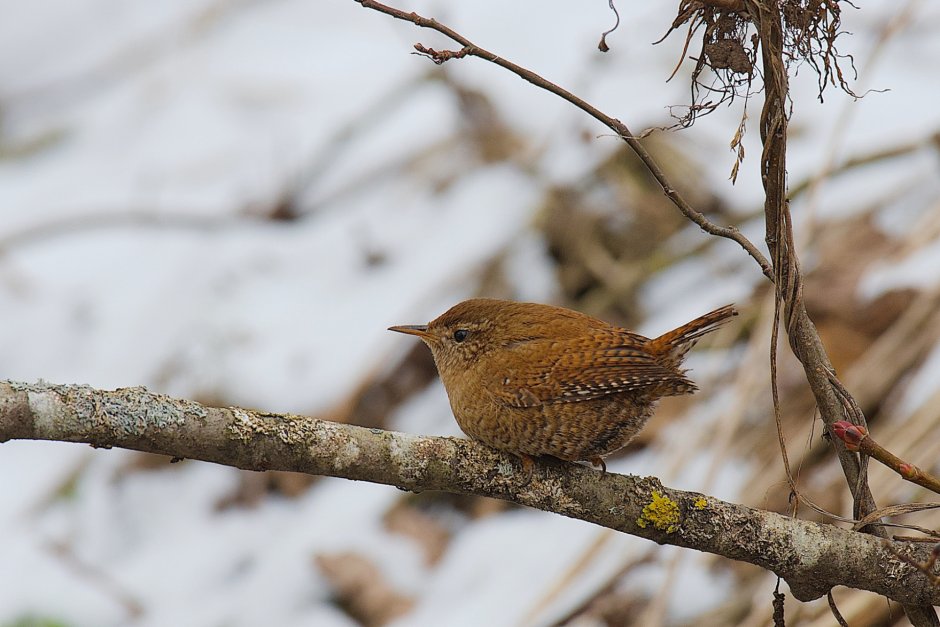 Птицы России зимующие и перелетные птицы