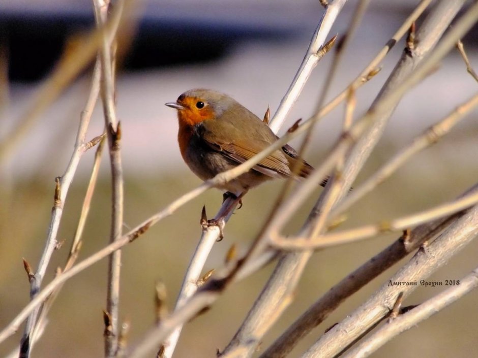 Птицы Карелии Карелия