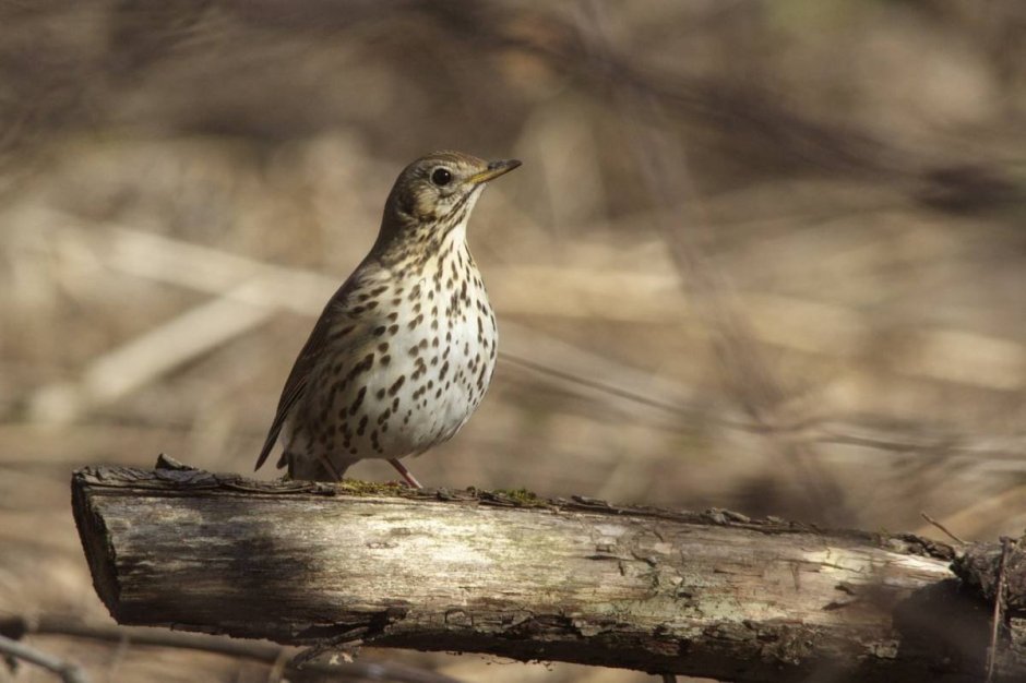 Маленькие птицы Карелии