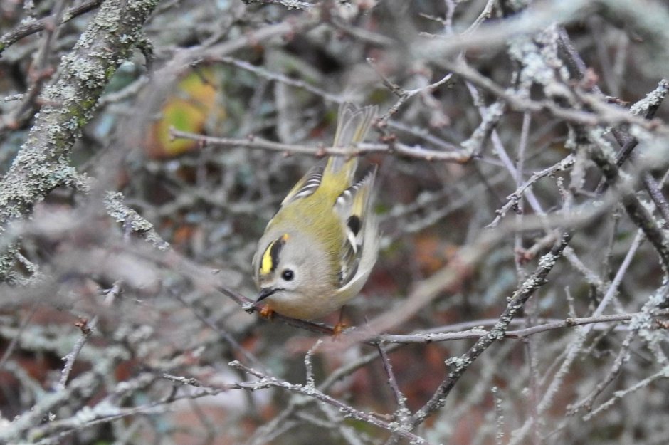 Виды водоплавающих птиц России