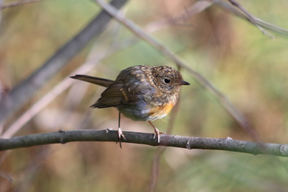 Королек фото женщина