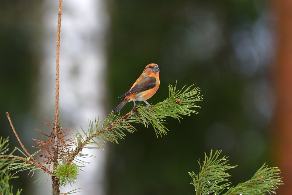 Лесная птица рябчик