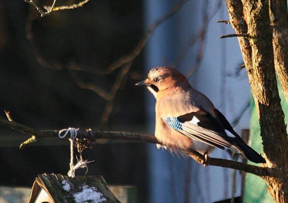 Желтоголовый королёк птица