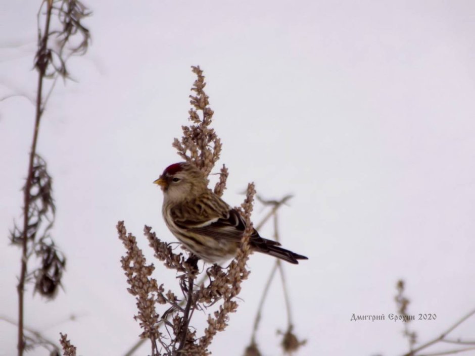 Рябчик дичь