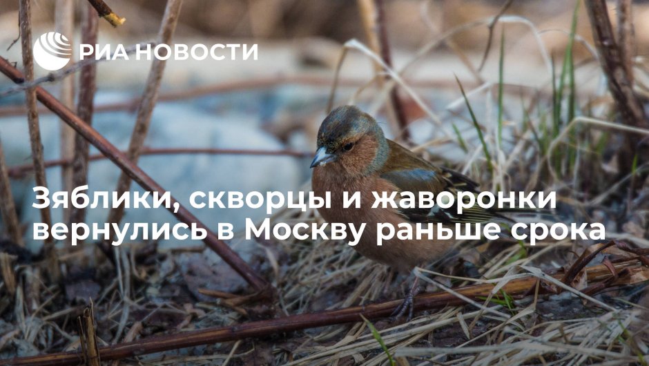 Жёлтоголовый королёк Московская область
