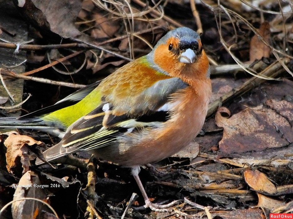 Глухарь Сибирский птица