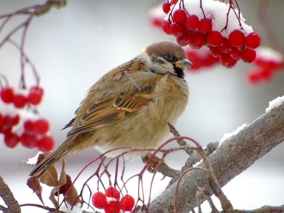 Маленькая птичка с оранжевой грудкой