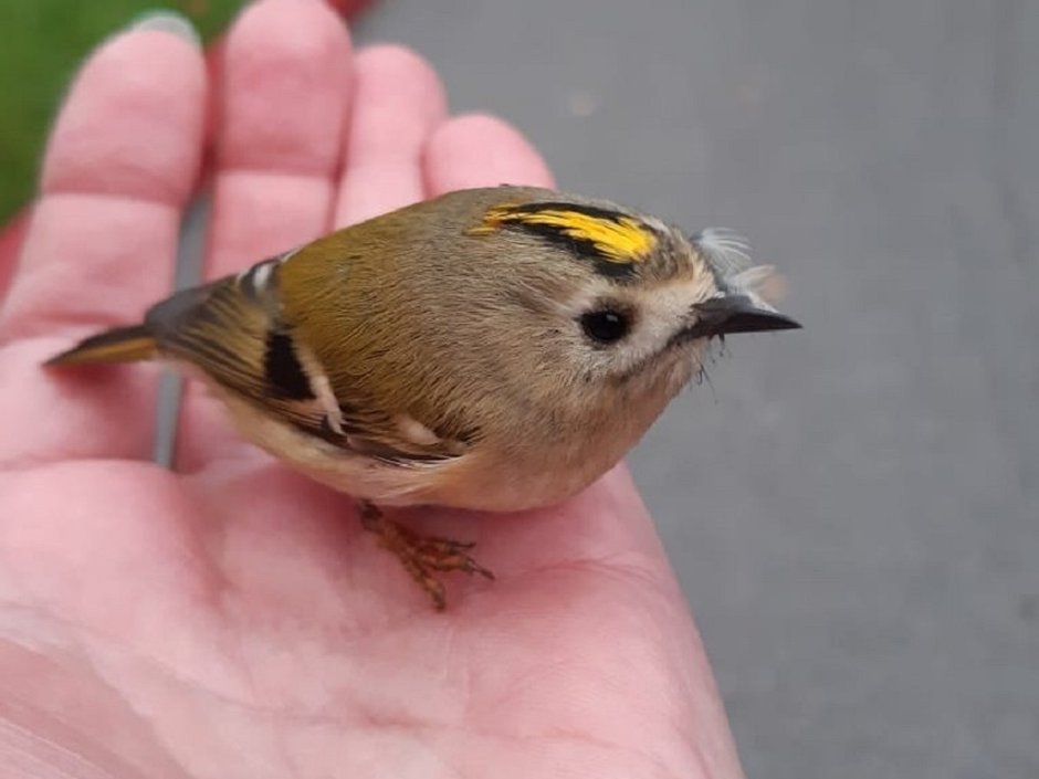 Птицы Карелии Сойка