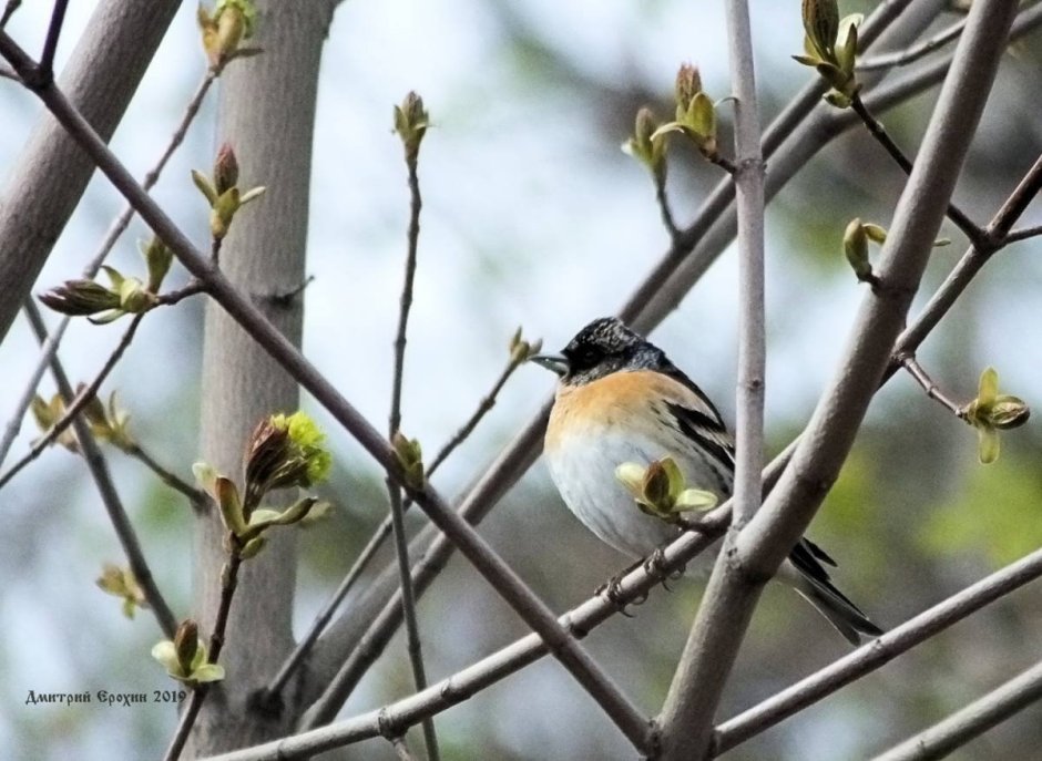 Лесные птицы Карелии