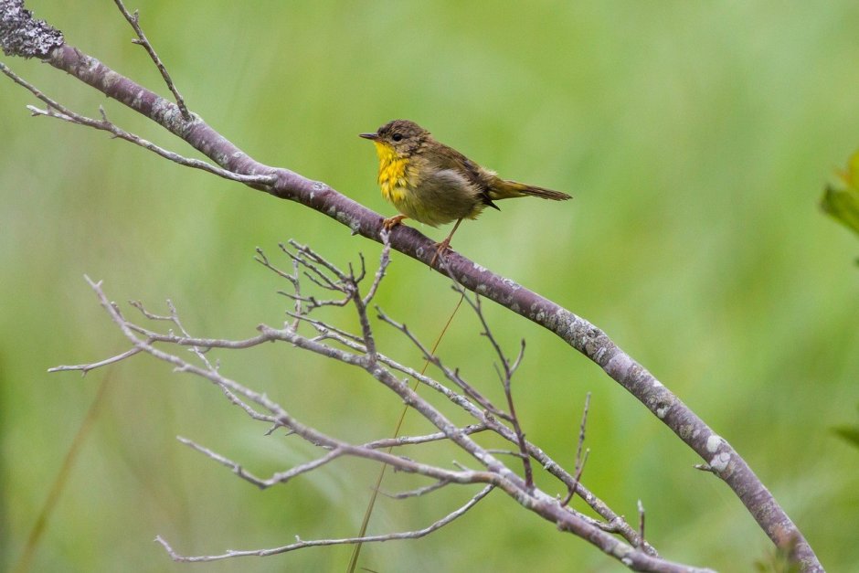 Желтоголовый Королек птичка