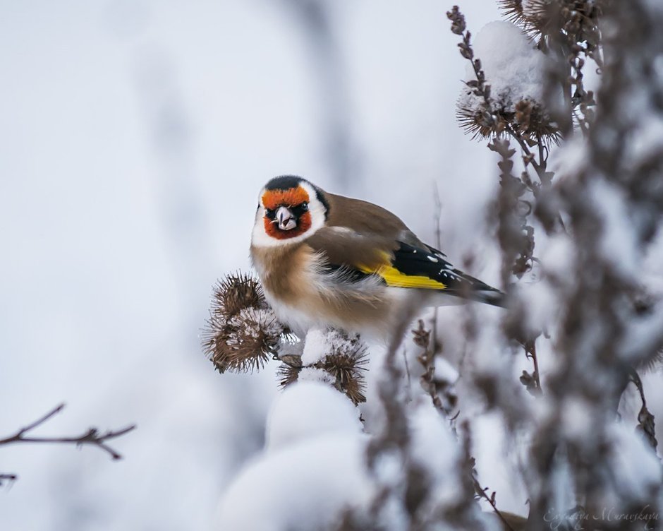 Певчие птицы Подмосковья Жаворонок
