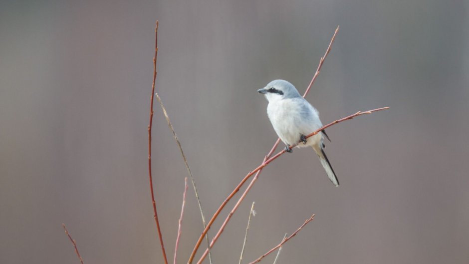 Птицы национального парка Водлозерский