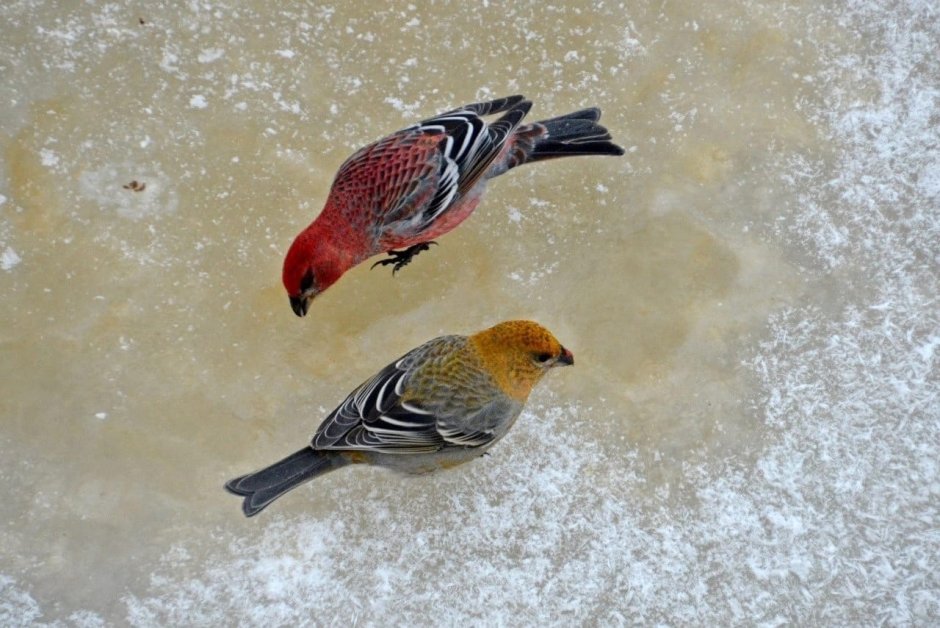 Зарянка горихвостка