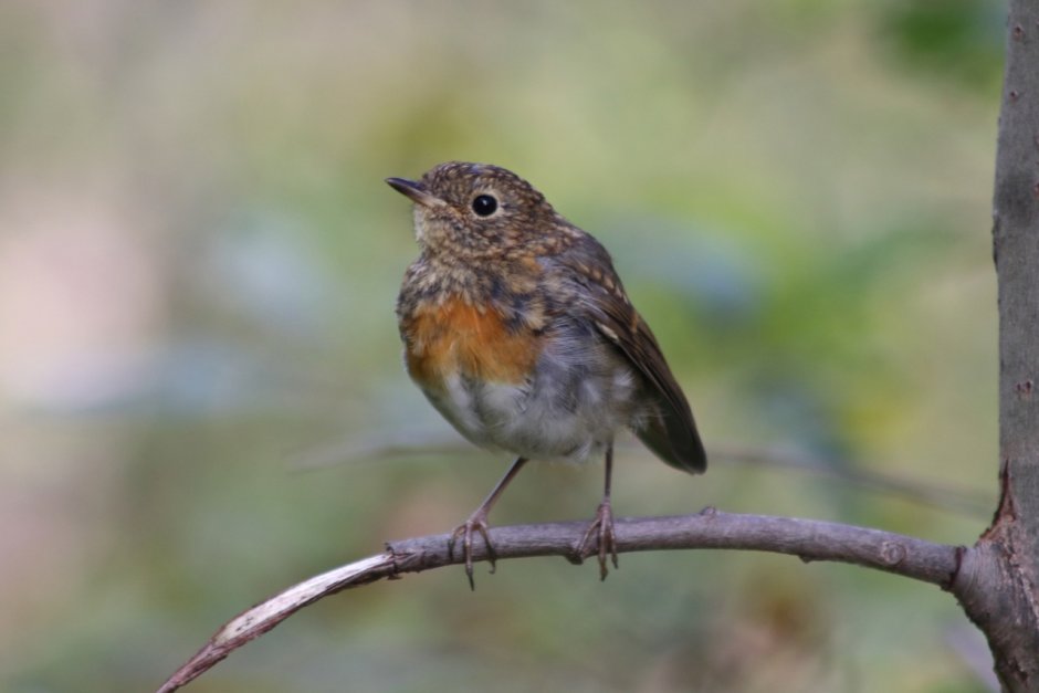 Птица с желтой шеей