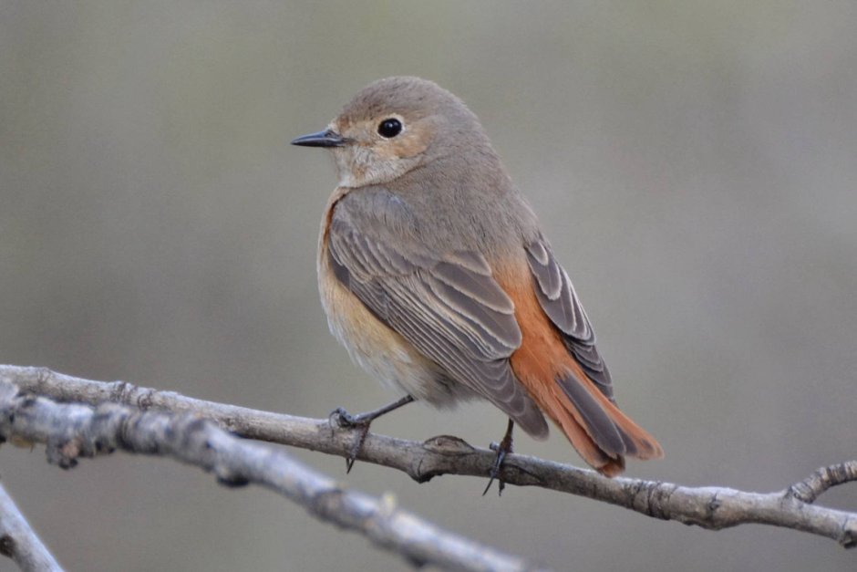 Маленькая птичка Королек