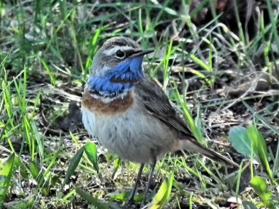 Зимующие птицы поползень