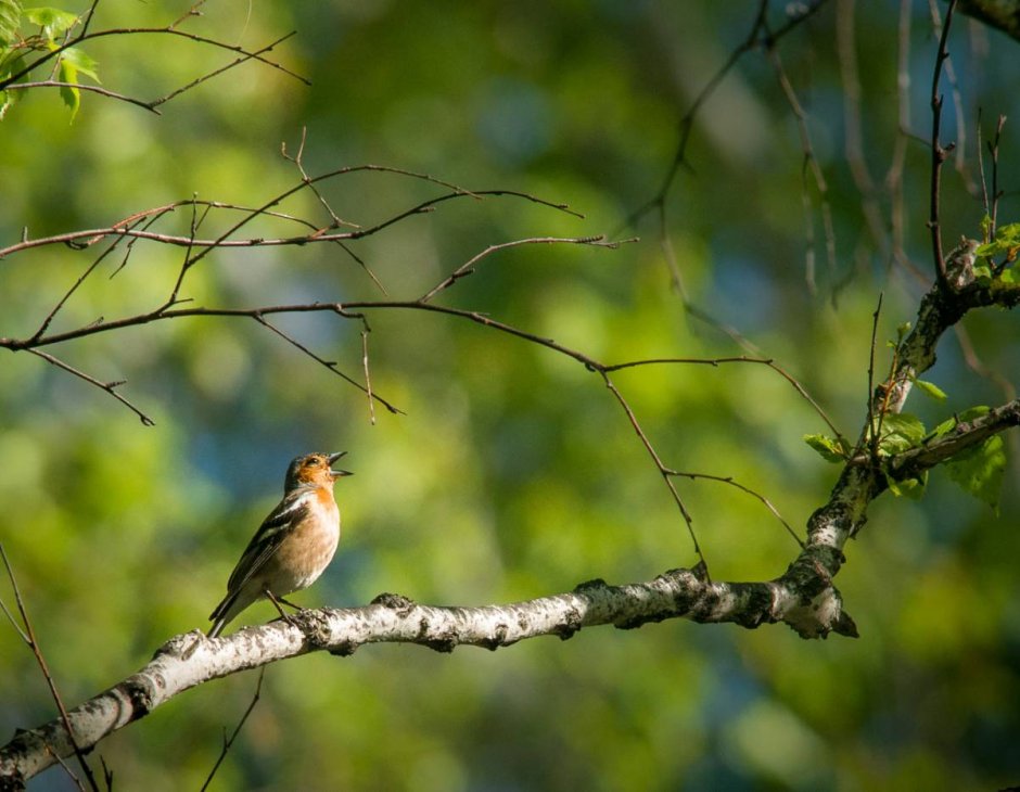 Желтоголовый королёк птица