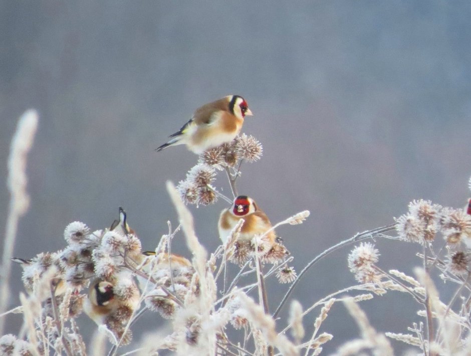 Птицы Юг Карелии