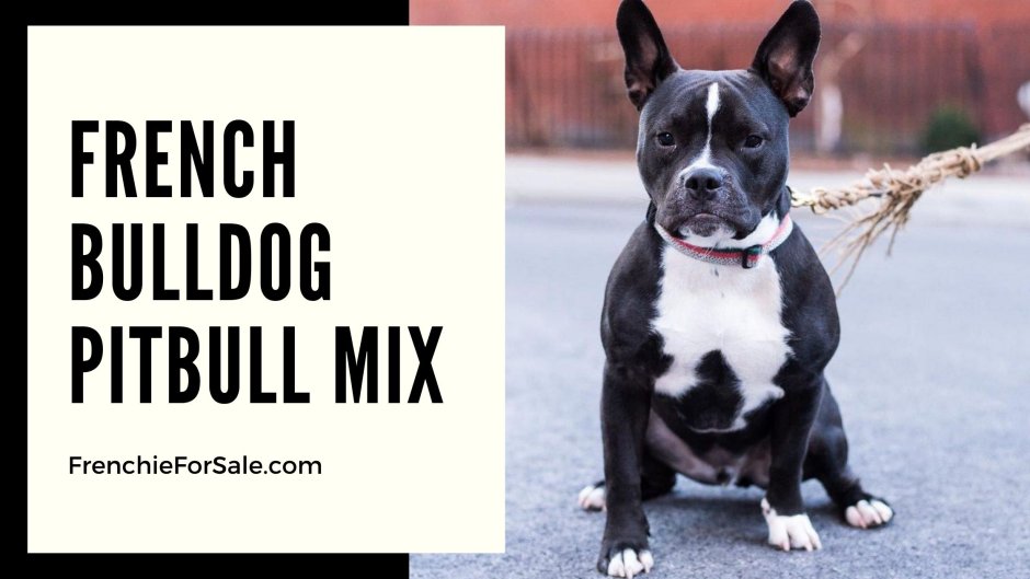 French Bulldog Pitbull Mix