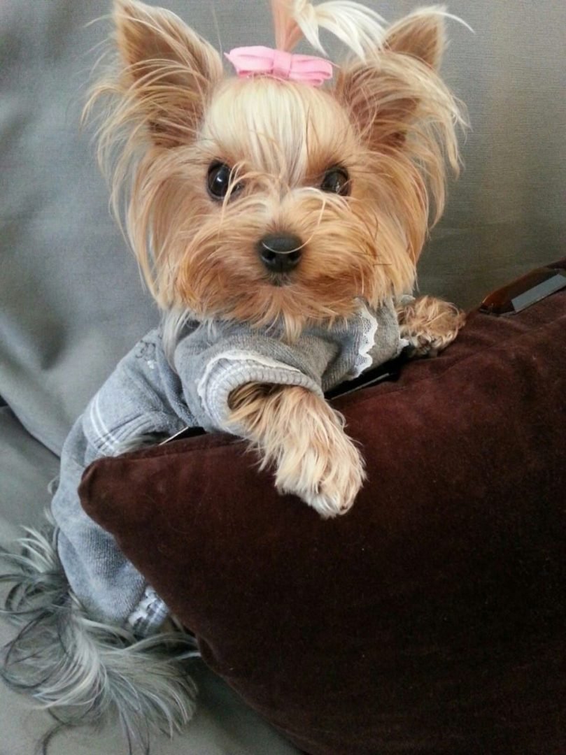 Нестриженный Йоркширский терьер