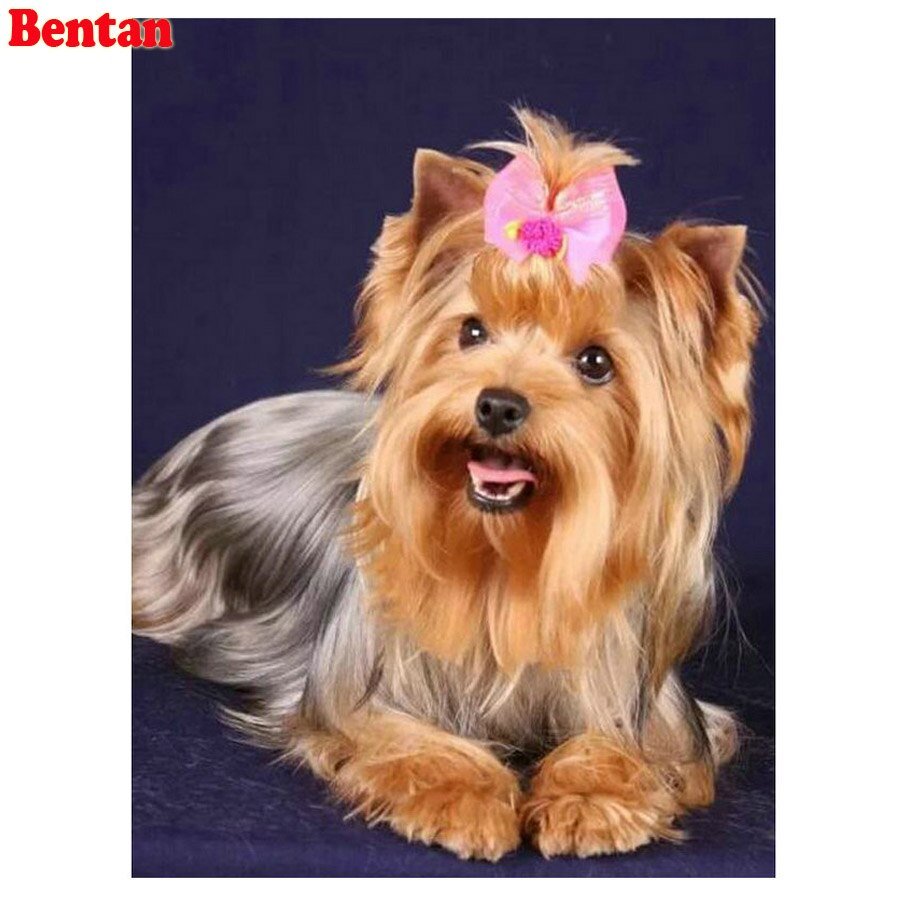 Йоркширский терьер