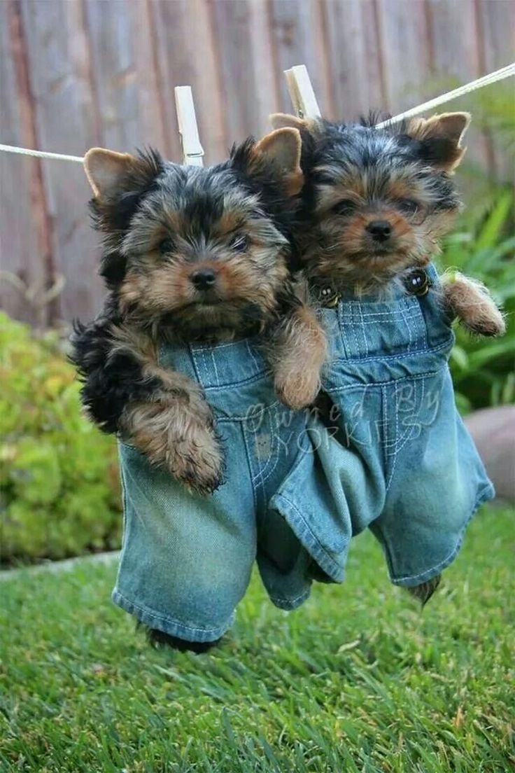 Йоркширский терьер вельш