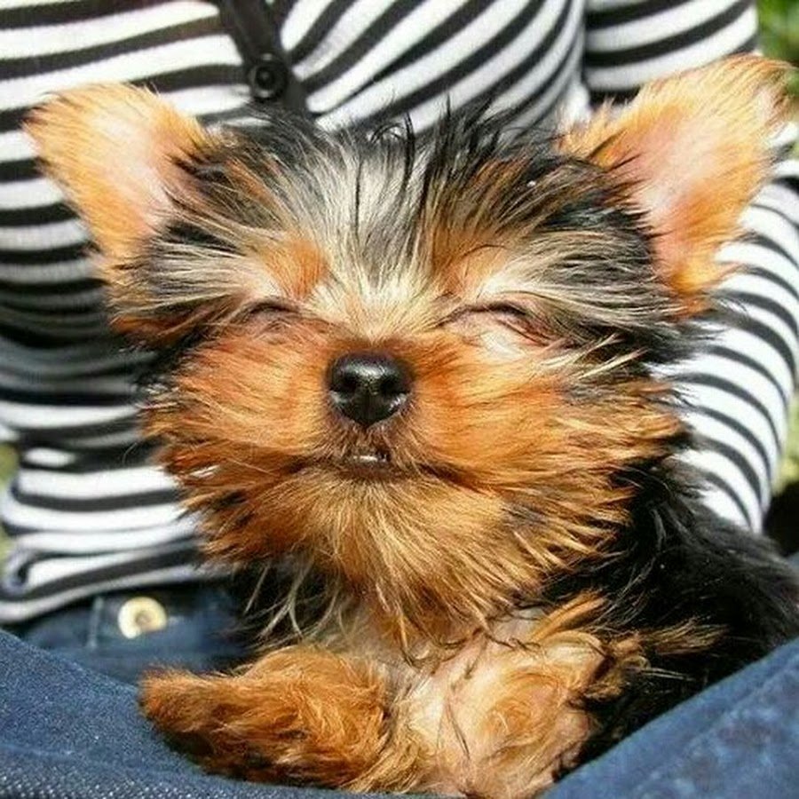 Йоркширский терьер переросток