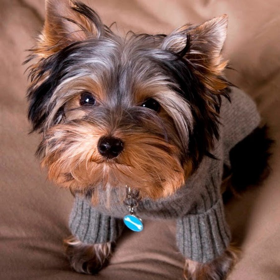 Ершский терьер