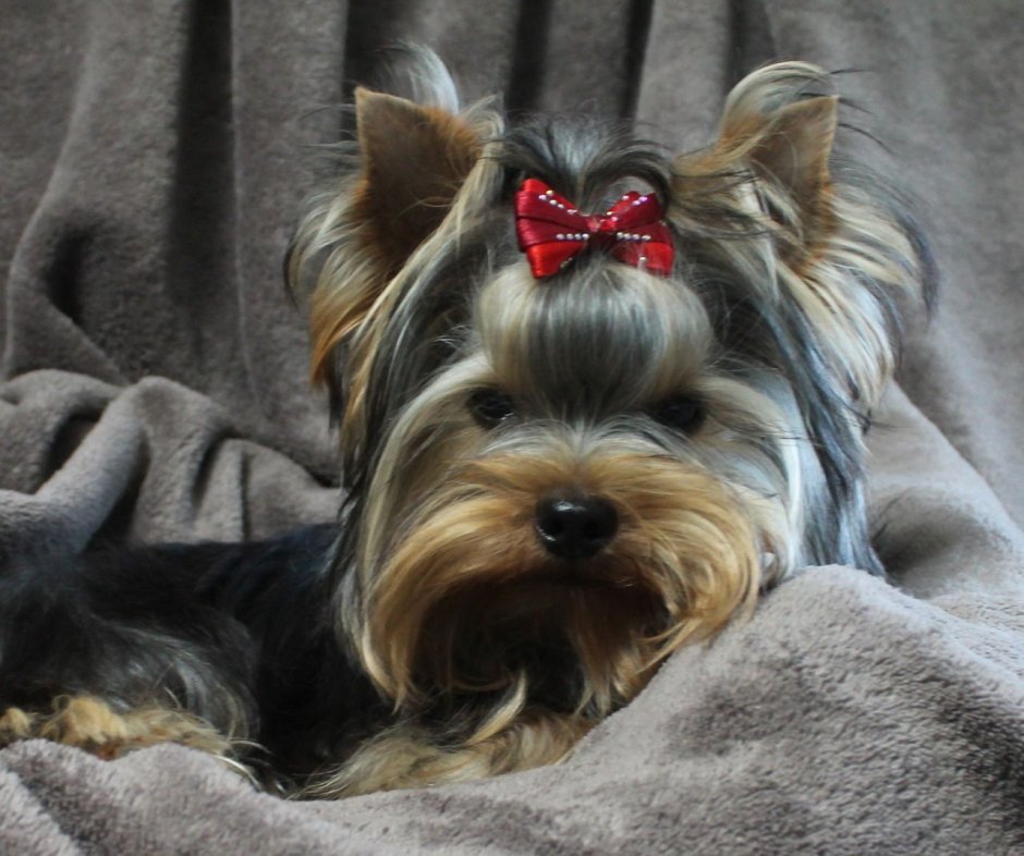 Йоркширский терьер стандарт