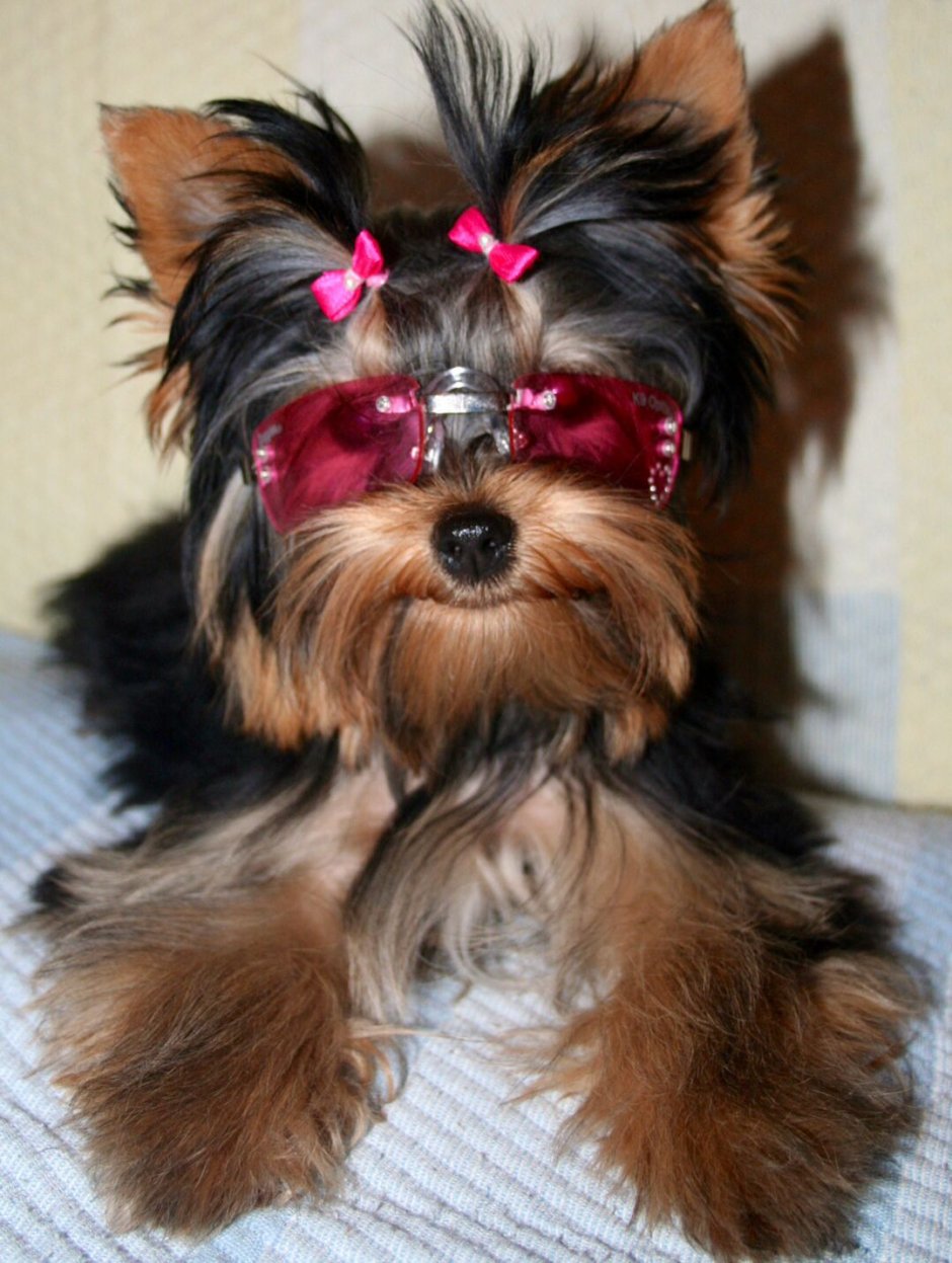 Йоркширский терьер Биг босс