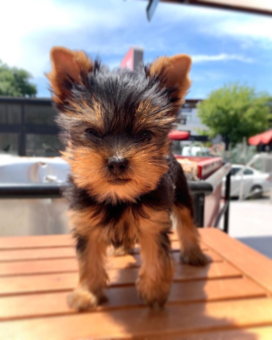 Йоркширский терьер вельш