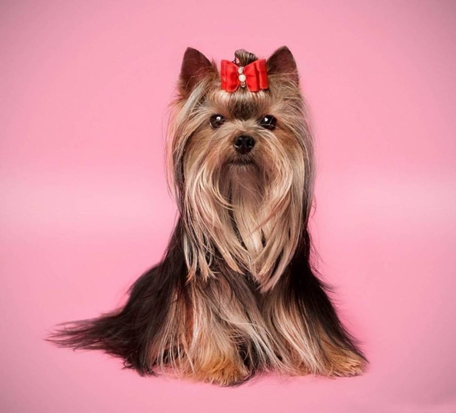 Йоркширский терьер