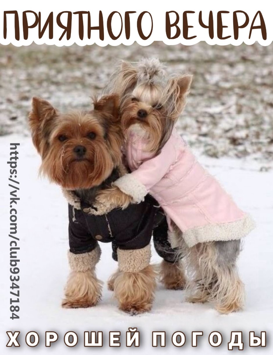 Йоркширский терьер вместе