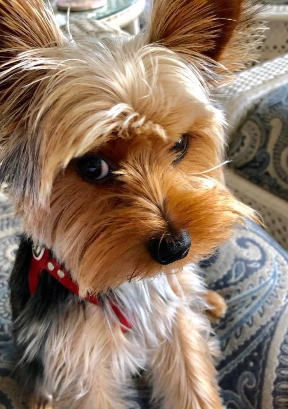 Йоркширский терьер