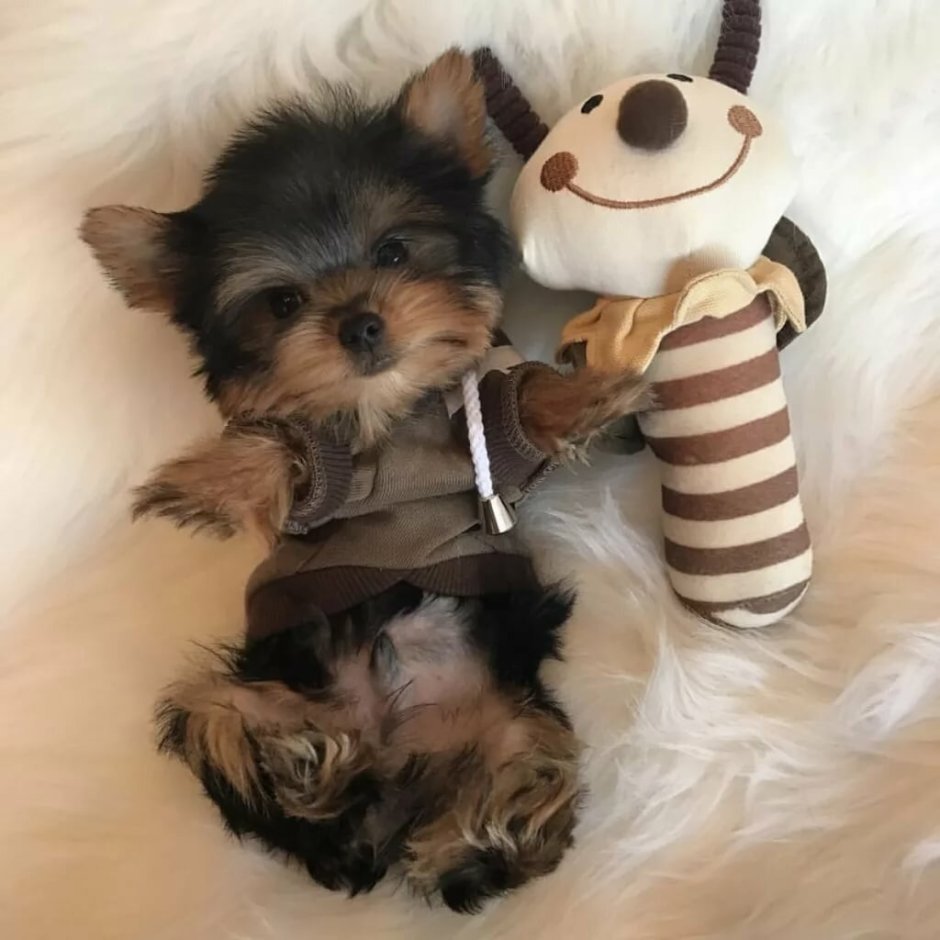 Йоркширский терьер мини