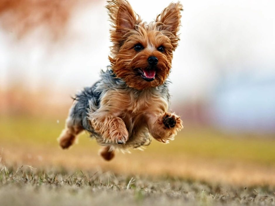 Йоркширский терьер бежит