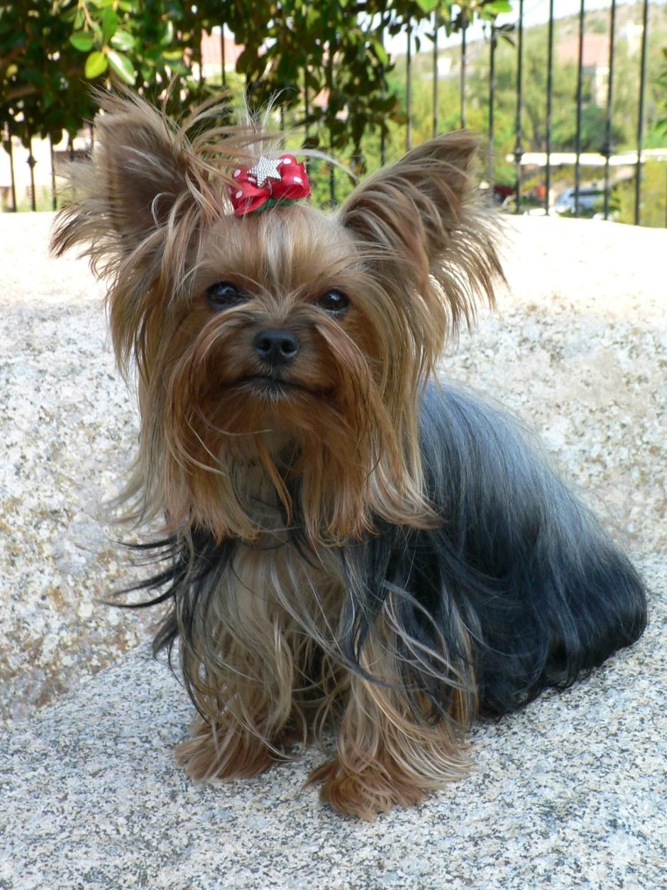 Американский Йоркширский терьер